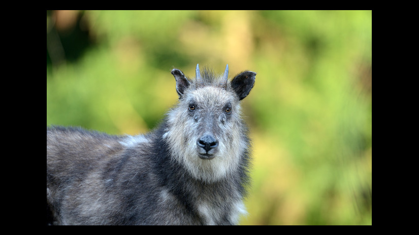 こちらを見つめるカモシカ